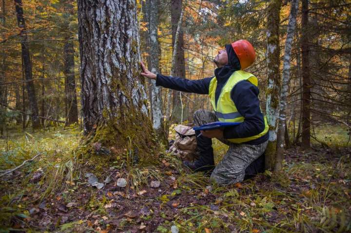 Optimisation et entretien de vos forêts.