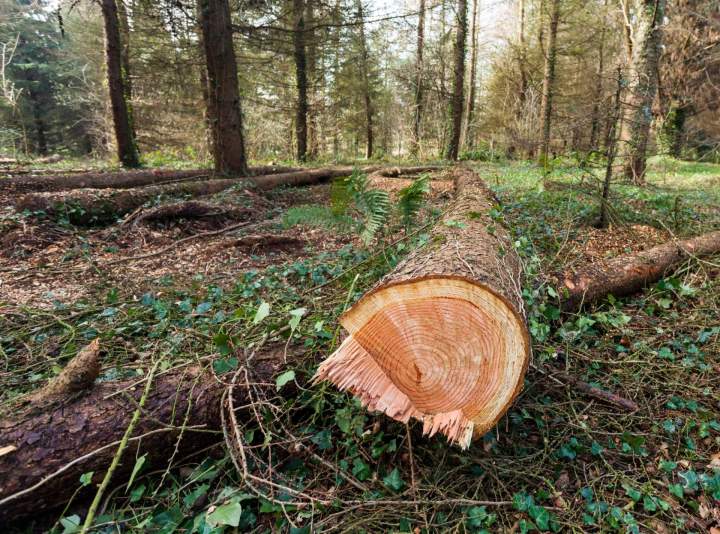 Abattage arbre forêt Pau