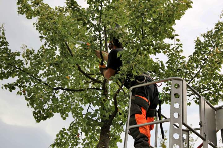 Un élagueur professionnel sur une nacelle taille les branches supérieures dun grand arbre pour réduire sa hauteur et son volume.