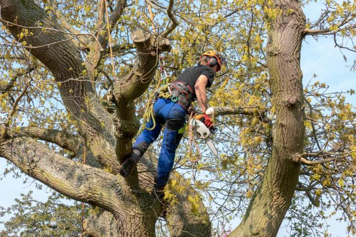 Expertise en taille et soin des arbres.